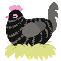 Ashmead, a black and grey chicken with a bar pattern