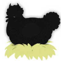 A black and sable chicken with a double-lace pattern