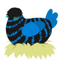 A sable and sapphire chicken with a bar pattern