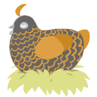 A grey and orange chicken with a lace pattern