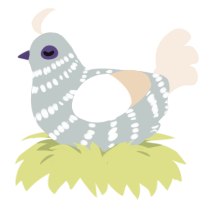 Seed, a silver and cream chicken with a bar pattern