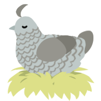 A silver and ash chicken with a lace pattern