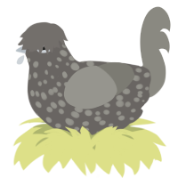 A grey and ash chicken with a speckle pattern