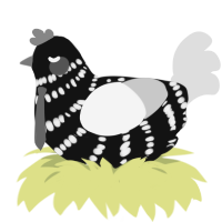 Enoch, a black and rose chicken with a bar pattern