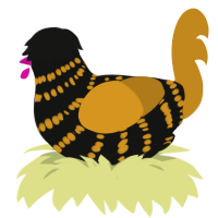 Zebra Cake, a black and ochre chicken with a bar pattern