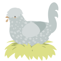 A silver chicken with a speckle pattern