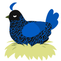 Prussian Blue, a black and ultramarine chicken with a double-lace pattern