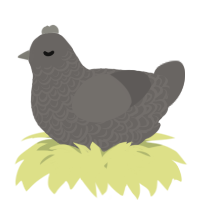 A grey chicken with a double-lace pattern
