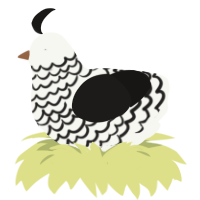 Victorian child, a white and sable chicken with a lace pattern