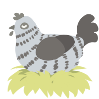 A mist and grey chicken with a bar pattern