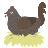 A grey and bark chicken with a double-lace pattern