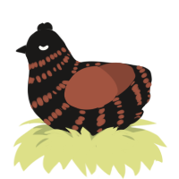 Party Pooper, a sable and russet chicken with a bar pattern