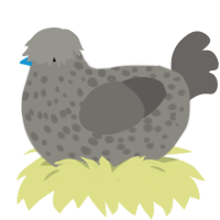 A ash and grey chicken with a speckle pattern