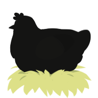 Headtrip, a black chicken