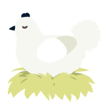A white chicken