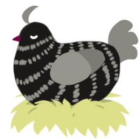 A sable and ash chicken with a bar pattern