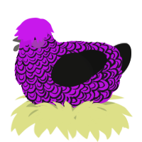 A amethyst and black chicken with a double-lace pattern