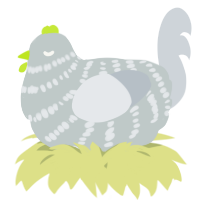 A silver and mist chicken with a bar pattern