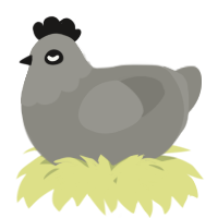A ash chicken with a head pattern