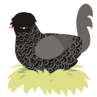 A sable and grey chicken with a double-lace pattern