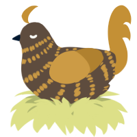 A bark and gold chicken with a bar pattern