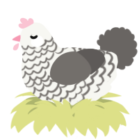 A white and grey chicken with a lace pattern