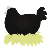 Sal, a black and sable chicken with a half-lace pattern