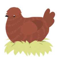 A russet chicken with a bar pattern