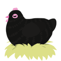 conjunctivitis, a black and sable chicken with a bar pattern