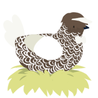 odette, a bark and white chicken with a double-lace pattern
