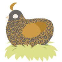 A grey and gold chicken with a double-lace pattern