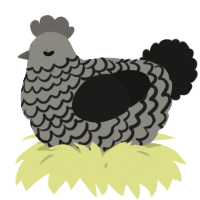 A ash and sable chicken with a lace pattern