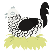 A white and sable chicken with a lace pattern