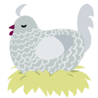 Silvery, a silver and mist chicken with a lace pattern