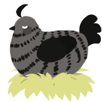 A grey and black chicken with a bar pattern