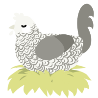A white and ash chicken with a double-lace pattern