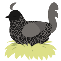 A sable and grey chicken with a double-lace pattern