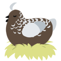 A bark and mist chicken with a half-lace pattern