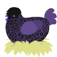 (unnamed), a black and overcast chicken with a double-lace pattern