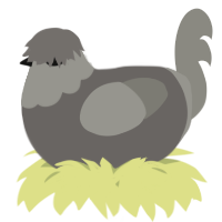 A grey and ash chicken with a head pattern