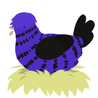 A indigo and black chicken with a bar pattern