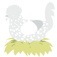 A silver chicken with a speckle pattern