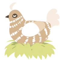A beige and cream chicken with a bar pattern