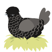 A sable and grey chicken with a lace pattern