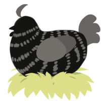 A black and grey chicken with a bar pattern