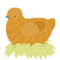 Gragh, a orange chicken with a bar pattern