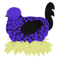 A indigo and black chicken with a speckle pattern