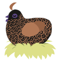 UV Rave Turd, a sable and brown chicken with a double-lace pattern