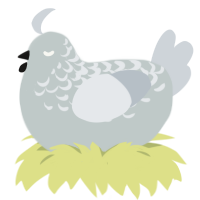 Angelica, a silver and mist chicken with a half-lace pattern