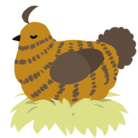A ochre and bark chicken with a bar pattern